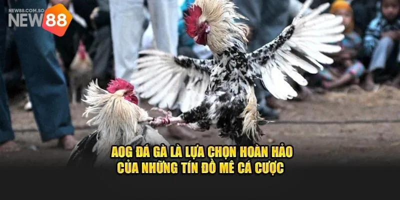 Sảnh AOG Đá gà tại nhà cái có những loại hình nổi bật nào?