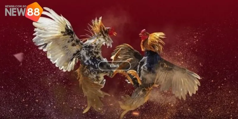 Bí quyết cá cược dễ thắng tại sảnh AOG Đá gà New88