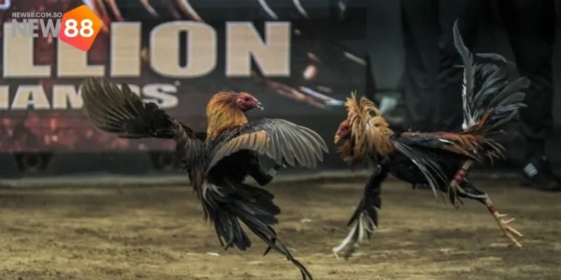 Những đặc điểm nổi bật của trực tiếp đá gà tại New88