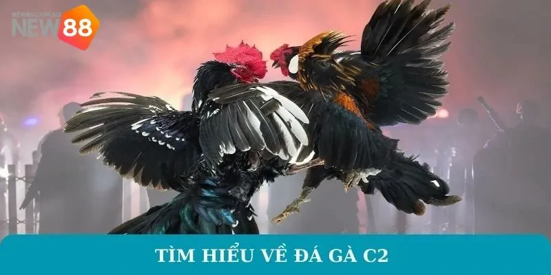 Đôi nét cơ bản về đá gà c2