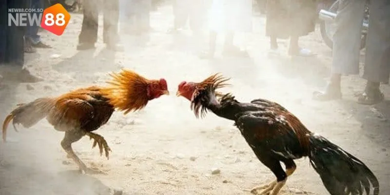 Trực Tiếp Đá Gà - Hòa Mình Vào Thế Giới Kê Chiến Kịch Tính