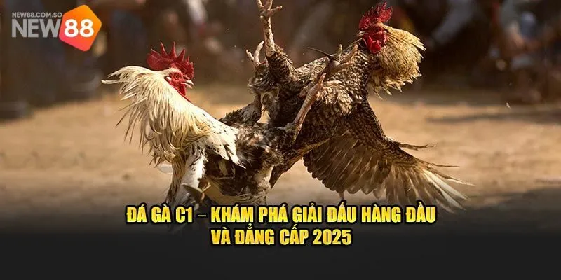 Đá Gà C1 New88 - Sự Hấp Dẫn Mới Mẻ Trong Thế Giới Kê Chiến