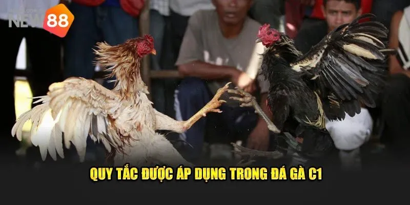 Chiến lược cá cược đá gà c1 - tối ưu hóa lợi nhuận cùng New88
