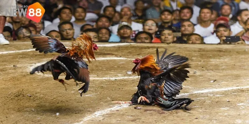 Chiến thuật giúp anh em thắng lớn khi tham gia cá cược đá gà c2