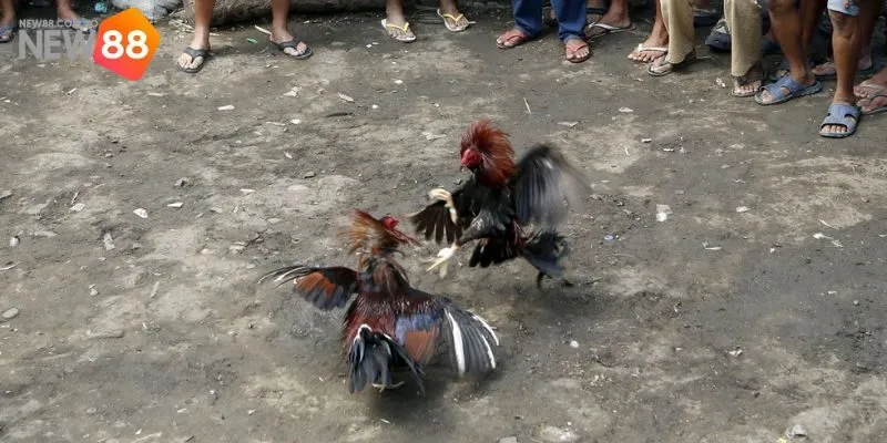 Kế hoạch cược trực tiếp đá gà hiệu quả