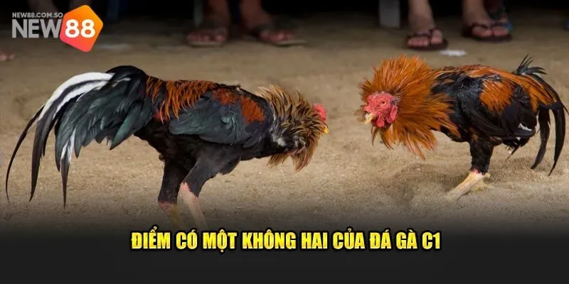 Tại sao đá gà c1 lại là lựa chọn hấp dẫn cho người chơi cá cược?